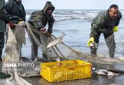 مدیرکل شیلات استان: امسال تاکنون ۱۰۰۰ تن ماهی از دریای مازند... -
