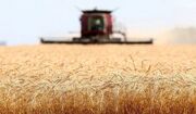 نگرانی از مصرف گندم توسط دام‌ها/ ضرورت بازنگری فوری در قیمت ... -