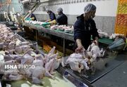 آغاز تولید قراردادی گوشت مرغ در خراسان شمالی/ ذخیره سازی ۲۵۵... -