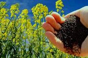 کشت کلزا در دلگان با بذر اصلاح‌ شده - اکونیوز