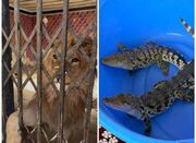 شیر، عقاب طلایی و تمساح در شهریار کشف شد - اکونیوز