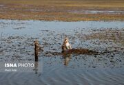 حفاظت از تالاب انزلی با کشاورزی پایدار در ۱۱ روستای حاشیه تا... -