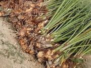 صادرات ۱۰ هزار اصله نهال کشت‌بافتی خرما از مرز مهران به عراق... -