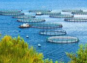 توسعه علمی در زنجیره ارزش گلخانه و شیلات - اکونیوز