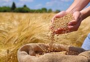 قیمت خرید گندم باید برای کشاورز اقناع‌کننده باشد/ هشدار دربا... -