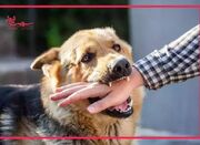 ۱۶ مورد ابتلا به هاری طی امسال / سگ‌ها در صدر جدول حیوان‌گزی... -