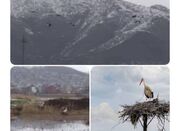 پرواز لک‌لک‌ها بر فراز زریبار/ بازگشت سفیدبالانِ بهار - اکونیوز