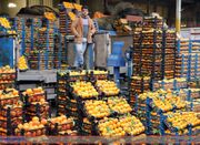 قیمت عمده‌ میوه و سبزیجات اعلام شد+جدول4294446 - اکونیوز