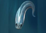 تحقیق جدید: نیاکان اولیه ما چهار چشم داشتند! - اکونیوز