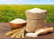 قیمت طارم هاشمی و دم سیاه گیلان چقدر شد؟ - اکونیوز