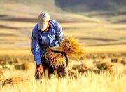 خبر مهم درباره واریز ۵۵ همت از مطالبات گندم‌کاران - اکونیوز