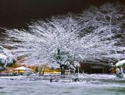 هشدار بارش برف شدید در این استان‌ها تا اول دی / بارش برف سنگین پیش‏‎بینی شد