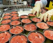 افزایش شدید قیمت کالا‌های اساسی / تن ماهی و رب گوجه سر به فلک کشید