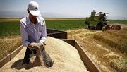 مطالبات گندمکاران همچنان در پرداخت نشده/ بلاتکلیفی گندمکاران و گلایه بنیاد ملی از بدقولی‌ها