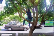 توت‌های خیابانی را نخورید/ هشدار جدی برای بیماری‌های گوارشی