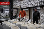 قیمت‌گذاری جدید برنج و شکر / بازار در رکود رفت