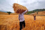 پرداختی ۵۰ همتی دولت در ازای مطالبات گندمکاران