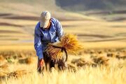 خطر افزایش قاچاق در پی تاخیر در پرداخت مطالبات گندمکاران+ فیلم
