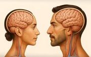 پژوهش جدید درباره پیری مغز / حقیقت شوکه‌کننده درباره پیری مغز مردان