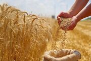 هشدار مجلس به دولت / پرداخت مطالبات گندمکاران به کجا رسید؟