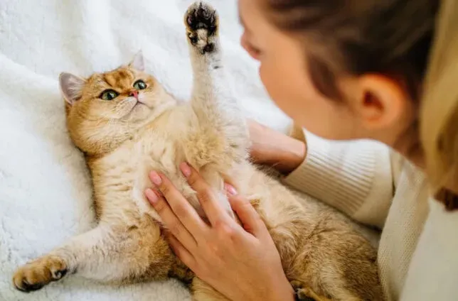 رابطه گربهها و شادی ملی؛ وقتی انگلها لبخندها را میدزدند