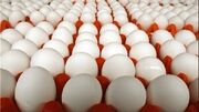 آخرین وضعیت بازار تخم مرغ؛ هر شانه تخم مرغ به کمتر از ۳۰۰ هزار تومان برگشت