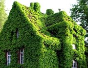 مطالعات جدید نشان داد؛ گیاهان هم در کنار هم قوی‌تر می‌شوند