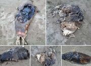 کشف لاشه پنج قلاده فوک خزری در سواحل بابلسر و جویبار / شمار تلفات به ۱۷ مورد رسید