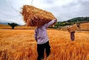 نرخ مصوب گندم صنف و صنعت ۵۳ هزار تومان تعیین شد