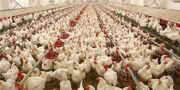 وزیر جهادکشاورزی: مرغداران برای تأمین سوخت نگرانی نداشته باشند