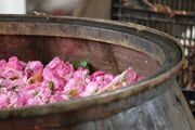 جشنواره عطر و رنگ در کاشان+ تصاویر