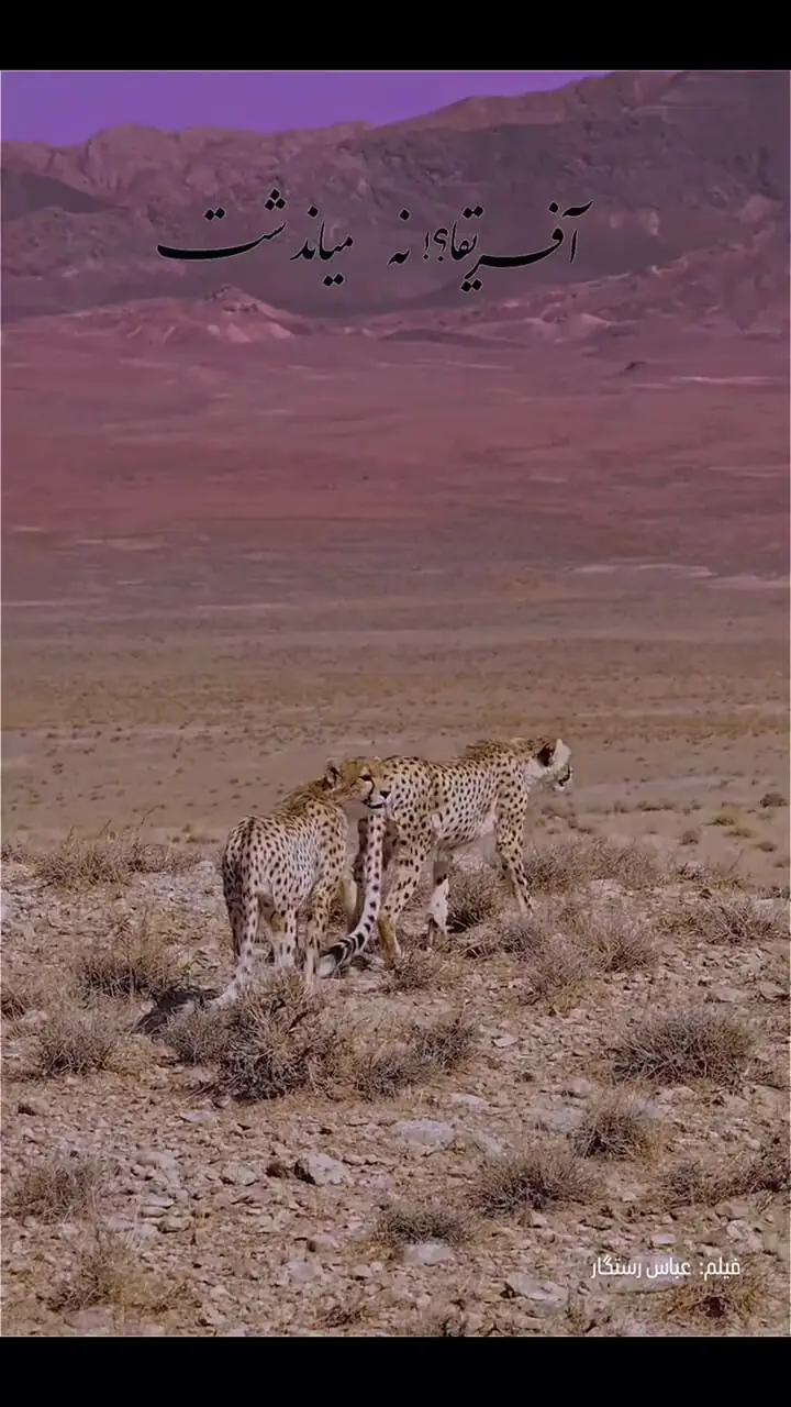 مشاهده دو توله یوزپلنگ جداشده از هلیا در میاندشت جاجرم