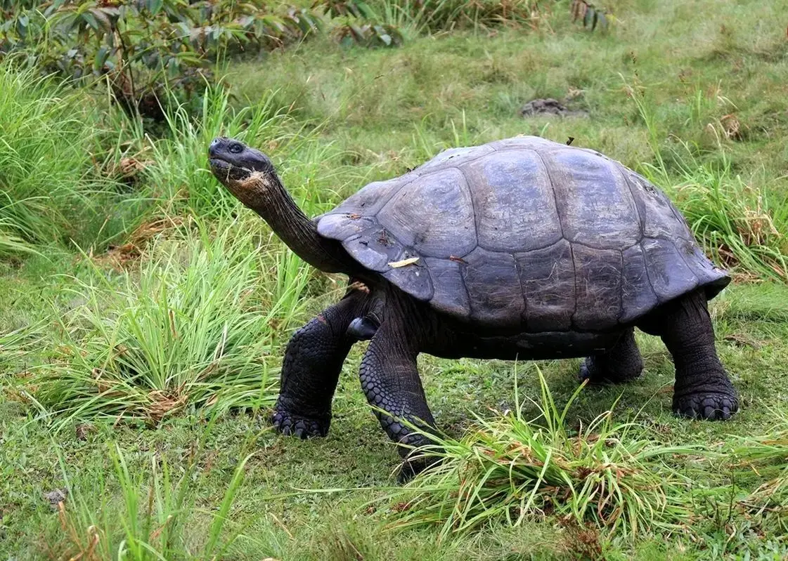 ۵ حیوانی که می‌توانند ۲۰۰ تا ۵۰۰ سال زندگی کنند!