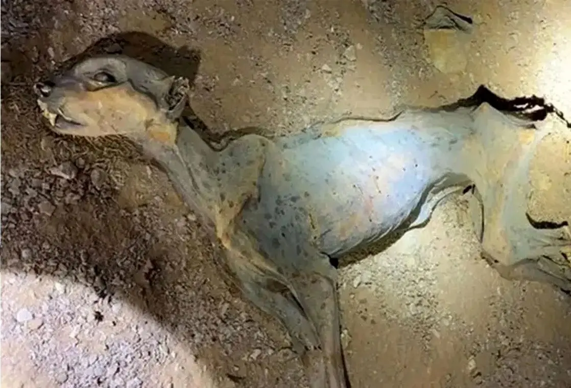 کشف یوزپلنگهای مومیاییشده در غارهای شمال عربستان