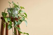 راهنمای نگهداری پتوس در خانه؛ از آبیاری و نور تا تکثیر و رفع مشکلات