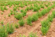 کشت کنترل‌شده شقایق الی‌فرا برای دارو/ کشت خشخاش در برنامه وجود دارد؟
