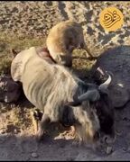 (۱۶+) کفتار گوزن یالدار را زنده‌زنده درید
