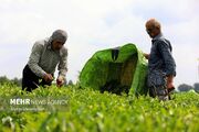 (تصاویر) برداشت چین سوم برگ سبز چای از باغات گیلان