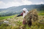 (تصاویر) برداشت برنج در مازندران