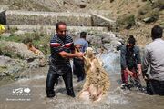 (تصاویر) آیین سنتی «شورینگا» در کوهستان چالوس