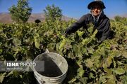 (تصاویر) تولید کشمش در شهر جهانی انگور