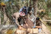 (تصاویر) برداشت خرما در شادگان