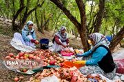 (تصاویر) جشن انار در روستای انبوه رودبار