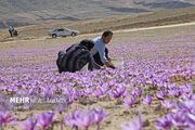 (تصاویر) برداشت زعفران آزادشهر