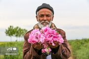 (تصاویر) برداشت گل محمدی در البرز