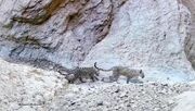 (ویدئو) ثبت تصویر پلنگ مادر به همراه دو توله در سمنان