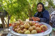 (تصاویر) چیدمان شگفتی‌ها؛ برداشت انار در روستای دورک