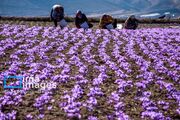 برداشت گل زعفران در مزرعه‌های روستای کوهستانی وامنان (تصاویر)