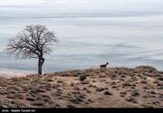 سرشماری پستانداران در جزایر پارک ملی دریاچه ارومیه (تصاویر)