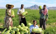 (ویدئو) برداشت زمستانه هندوانه در جنوب کشور